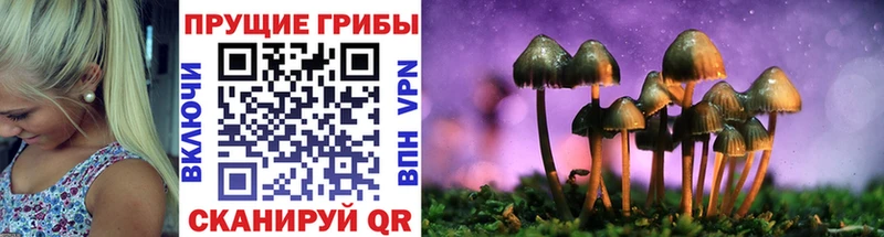 kraken зеркало  Гай  Псилоцибиновые грибы мухоморы 